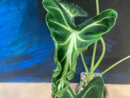 Alocasia Frydek Tatoo Rhizom (2)