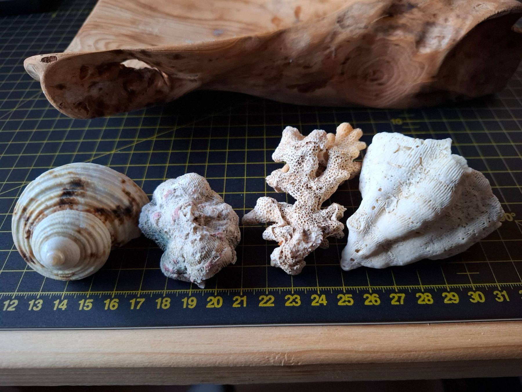 Fossili: Konvolut Meereswesen – Usato da Zwieselberg venduto da Halifaxmendusli 4