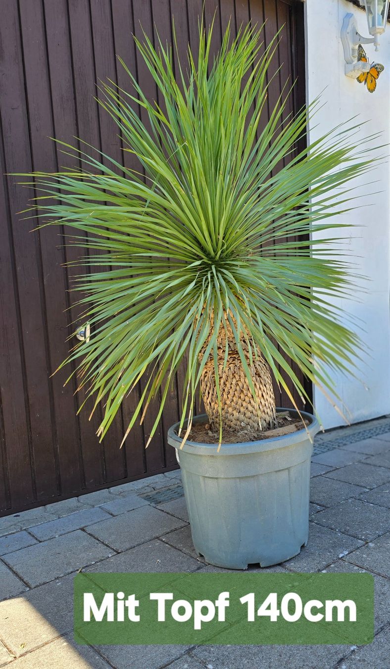 Pflanzen & Samen: Wunderschöne Yucca Rostrata – Gebraucht aus Aarburg von popkorn65