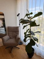 Geigenfeige Ficus lyrata 135cm