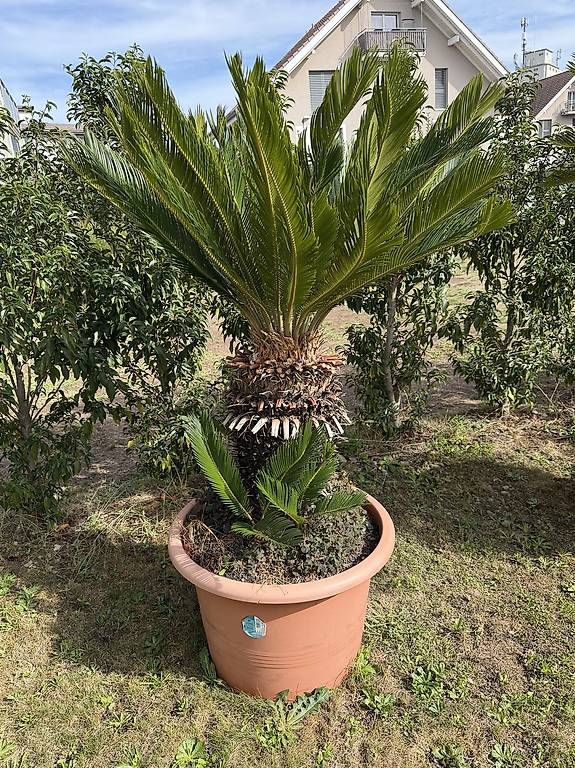 Pflanzen & Samen: Palma Cycas – Gebraucht aus Lotzwil von le17vin12