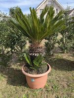 Palma Cycas