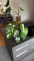 🌿 Philodendron White Princess – inkl. Übertopf & Moosrankhi