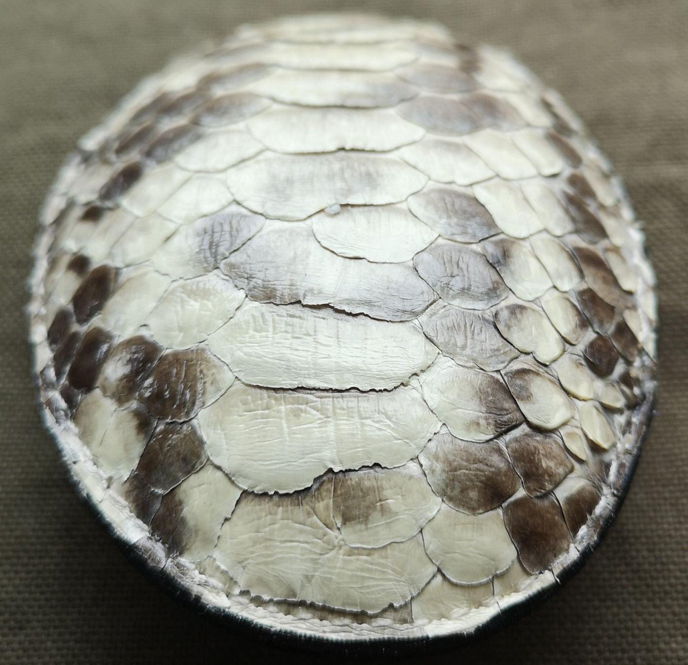 Fibbie per cinture: Ovale, konvexe Gürtelschnalle Schlangenhaut - Leder, Python – Usato da Zürich venduto da Tanteemma369 3