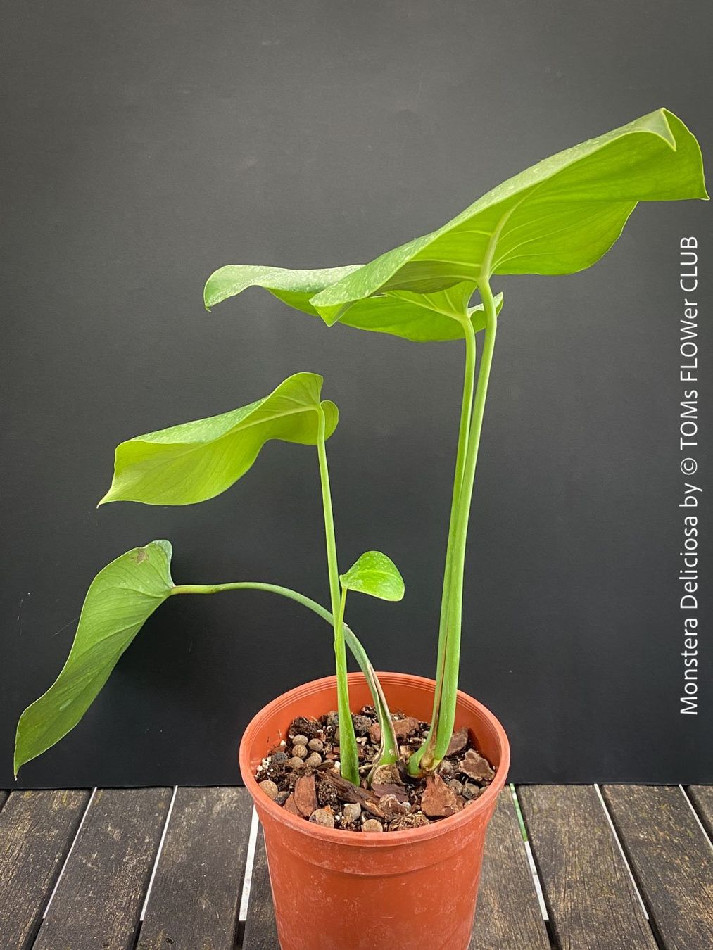 Pflanzen & Samen: Monstera Deliciosa - echte, gross-blättrige Grundform – Neu und originalverpackt aus Adliswil von MarkyForest 4