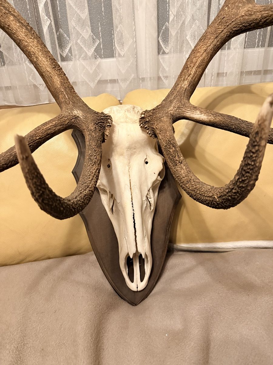 Sonstiges zum Sammeln & Seltenes: Kapitale Hirsch-Trophäe – Neu (gemäss Beschreibung) aus Schafisheim von Flawiia 2