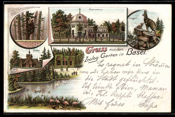 Ansichtskarten: Litho Basel, Zoologischer Garten, Elefan – Gebraucht aus Berlin von bartko-reher