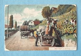 Weinlese am Zürichsee - Post Uetikon - 1910