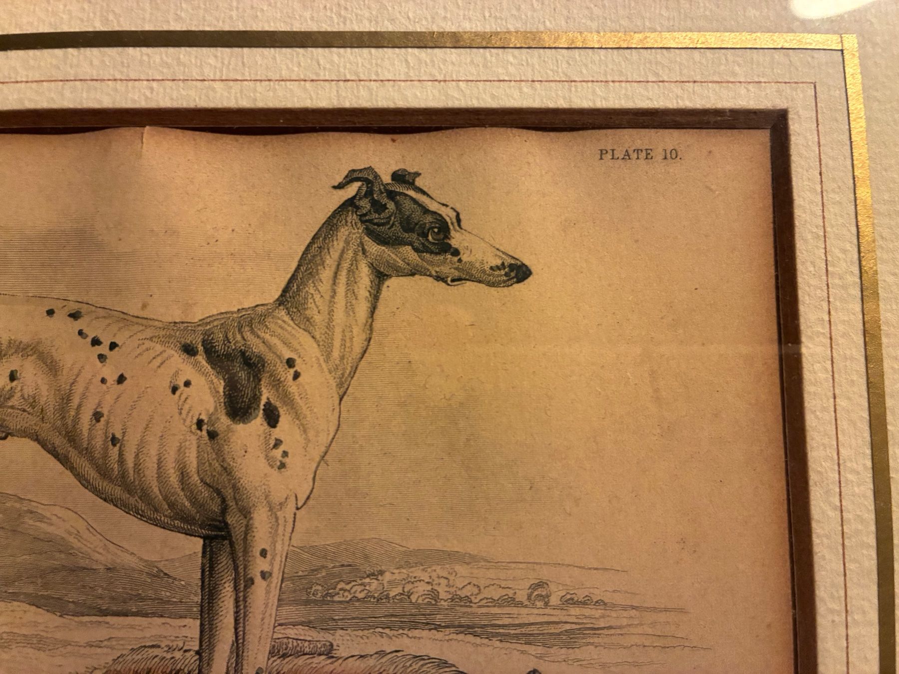 Incisioni: Ancienne gravure levrier Whippet – Usato da Paudex venduto da micinque 2