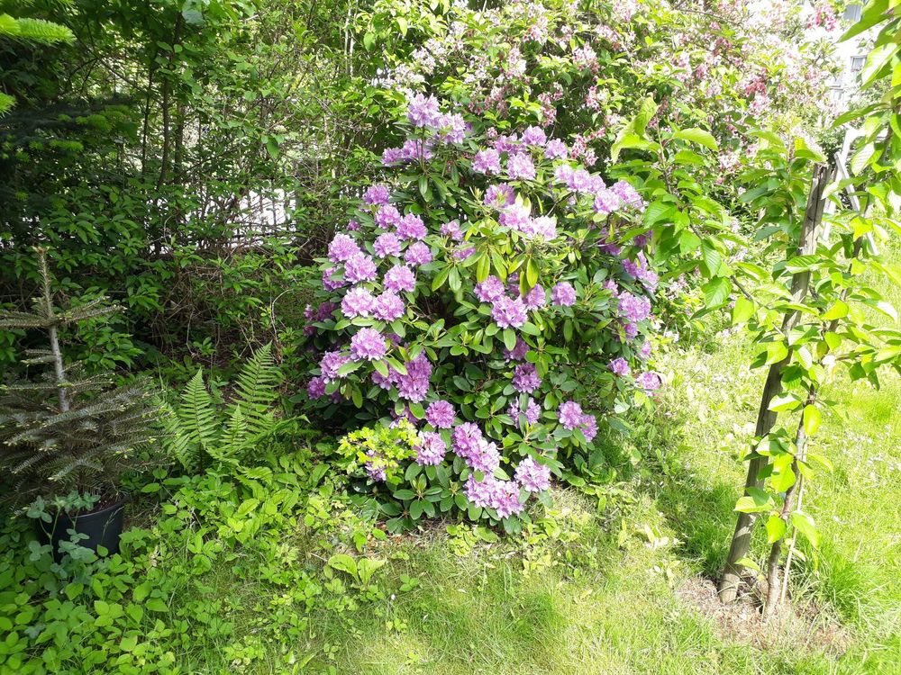 lila Rhododendron über 10 Jahre alt mind 1 meter hoch (Gebraucht) in ...