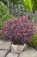 🐝Sedum xenox fette henne🐝bienenweide 🐝