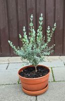 Eukalyptus Pflanze - Tischdeko, Geschenk...