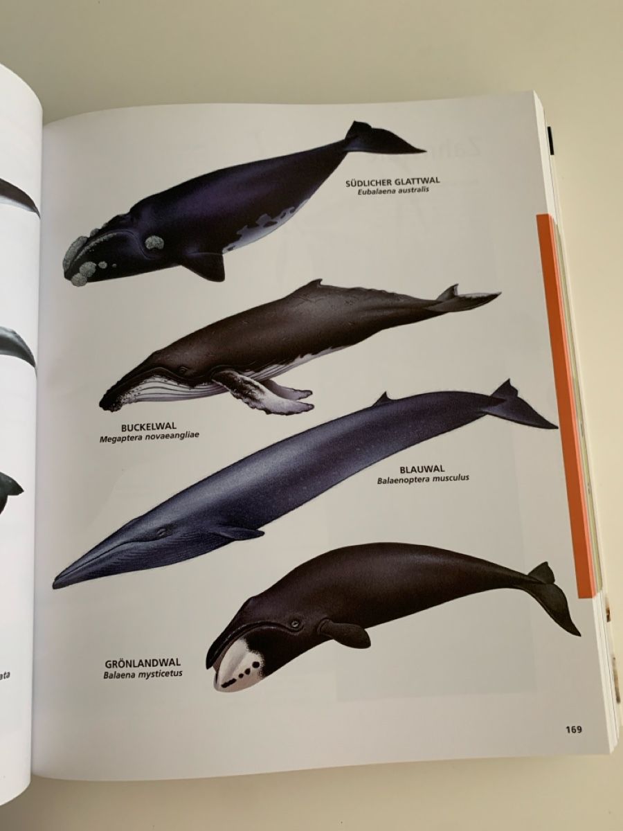 Livres: Bildlexikon Tiere – D'occasion à Ebikon par phi_kjk8 3