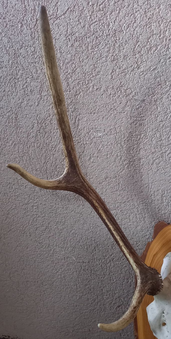 Sonstiges zum Sammeln & Seltenes: HIRSCHTROPHÄE / Hirschgeweih; v. 11.12.04, auf Lärchenbrett – Gebraucht aus Marbach LU von Ilrebo 2