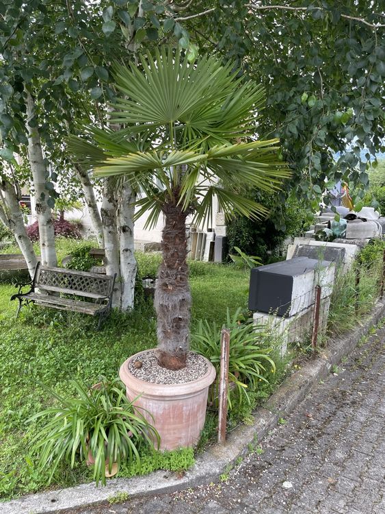 Grosse Palme ohne Topf Tessiner Hanfpalme Trachycarpus Palme Kaufen