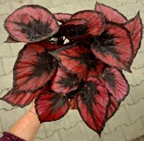 BEGONIA REX 'Red Heart' D: 30 cm Pflanze im Keramik Dekotopf