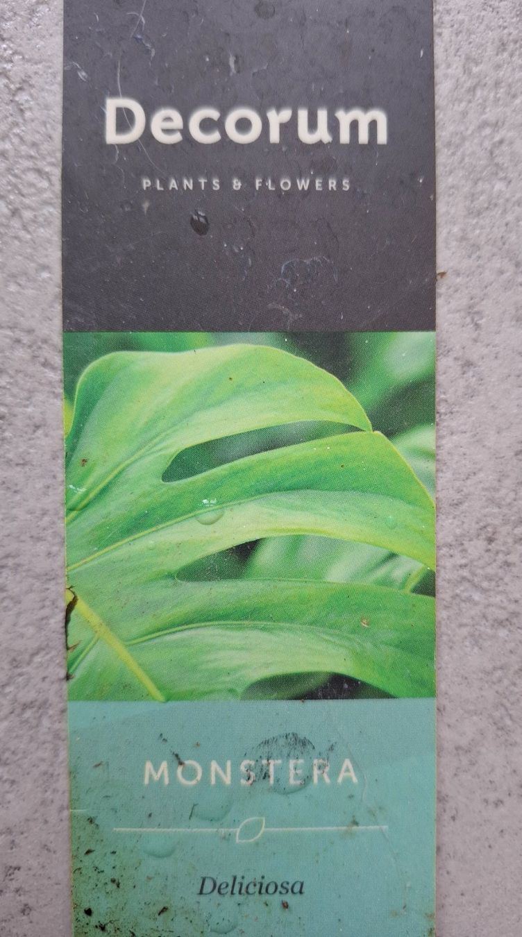 Piante & sementi: Echte Monstera – Nuovo (secondo la descrizione) da Neuenhof venduto da summer_25 5