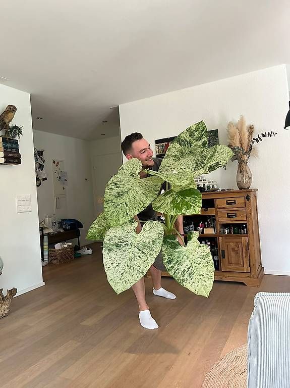 Pflanzen & Samen: Alocasia macrorrhiza splash – Gebraucht aus Bülach von Moritz_utzinger