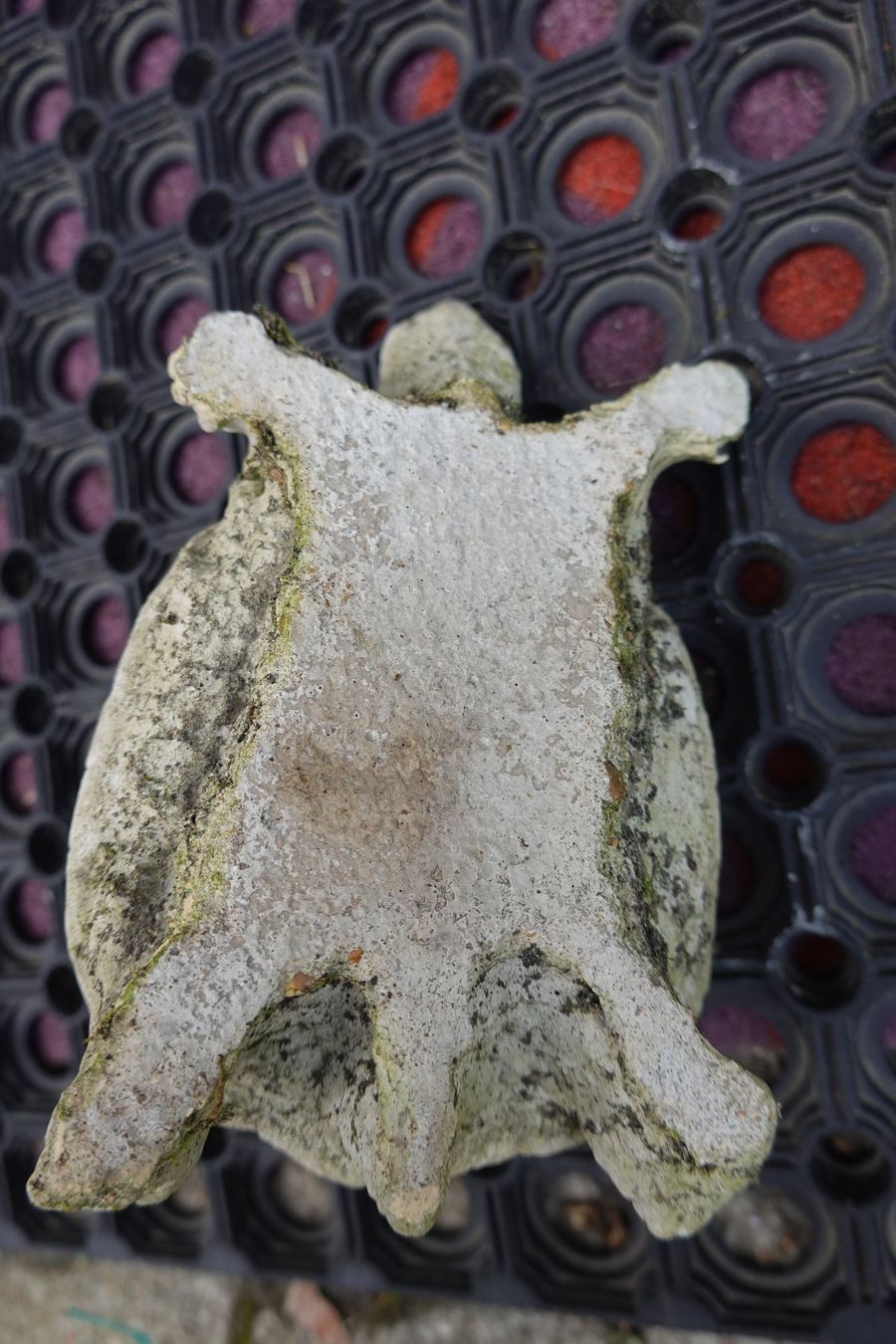Statuette: Gartendeko: Steingussfigur Schildkröte, winterhart – Nuovo (secondo la descrizione) da Jona venduto da simongarden 4