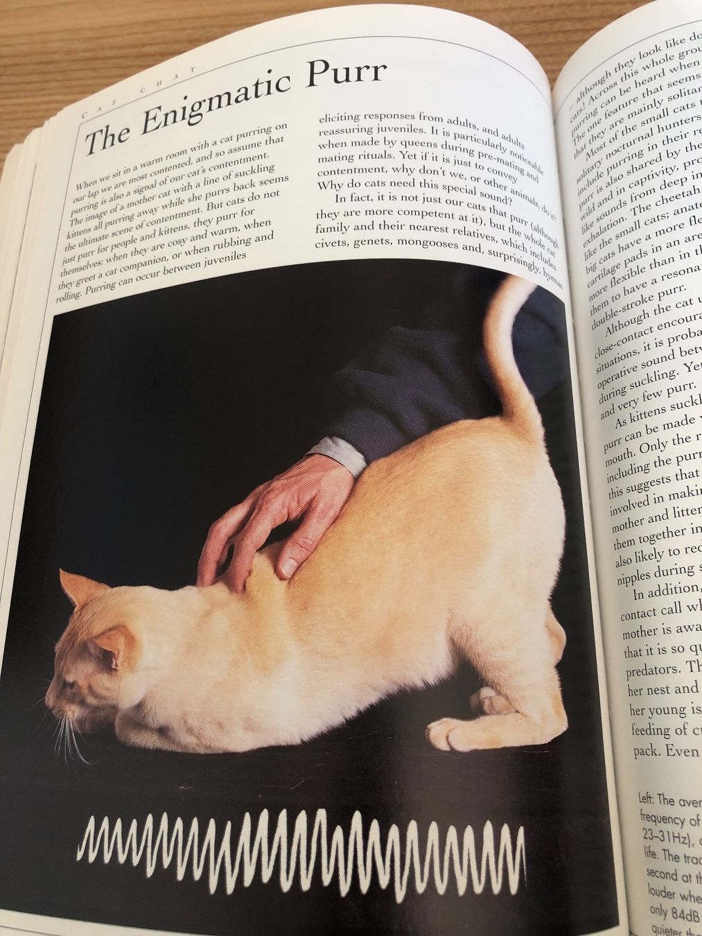 Bücher: „Understanding Cat Behavior“: Complete Feline Problem Solver – Gebraucht aus Zürich von Upippin 2