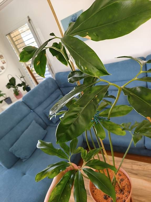 Pflanzen & Samen: Pflanze Philodendron fun bun – Gebraucht aus Kaisten von lys_zzy8 2