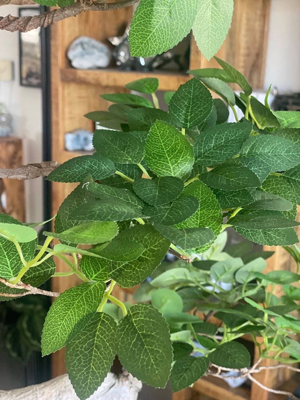 Piante & sementi: Imposanter Ficus - einzigartiger Blickfang – Usato da Aarau Rohr venduto da Sergiomendez 5