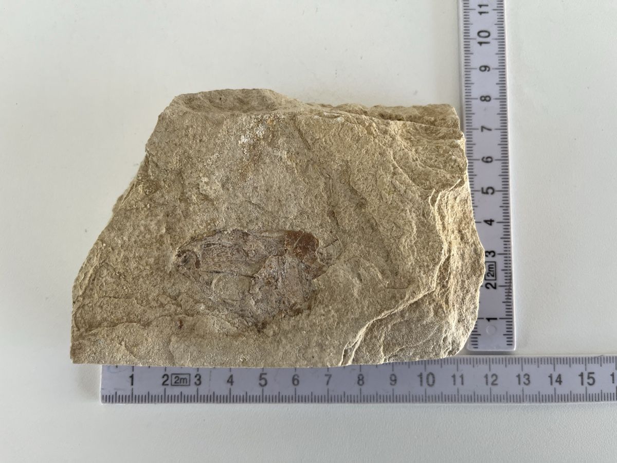 Fossiles: Fossil – D'occasion à Wetzikon ZH par seli03 9
