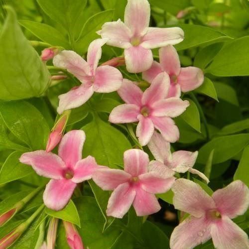 Piante & sementi: Jasmin rose 20cm RARE 3x – Nuovo (secondo la descrizione) da Bremblens venduto da FIBONACCI369