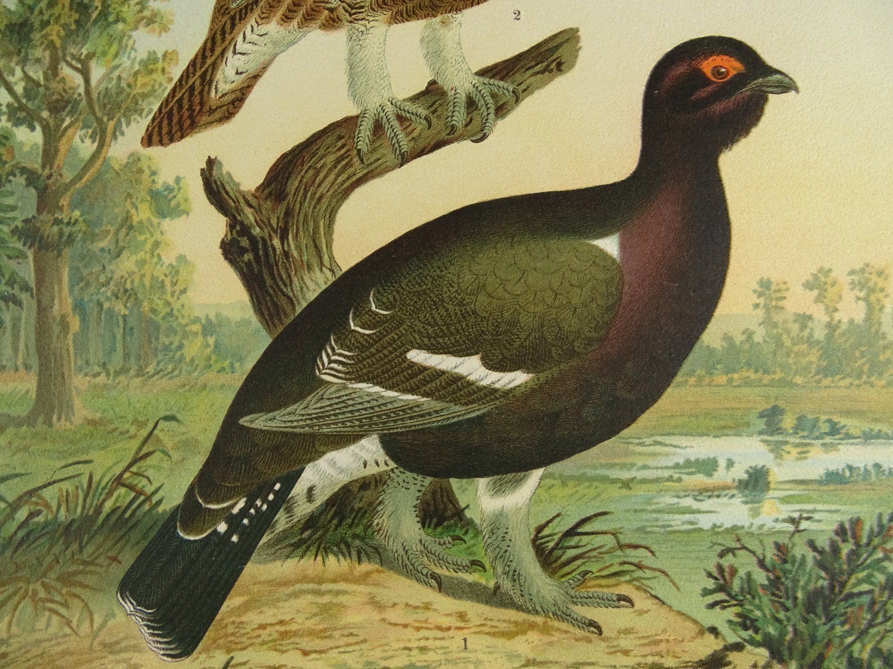 Grafiken & Lithographien: RACKELWILD, CHROMOLITHOGRAPHIE UM 1900 – Gebraucht aus Grüningen von Kartensammler 5