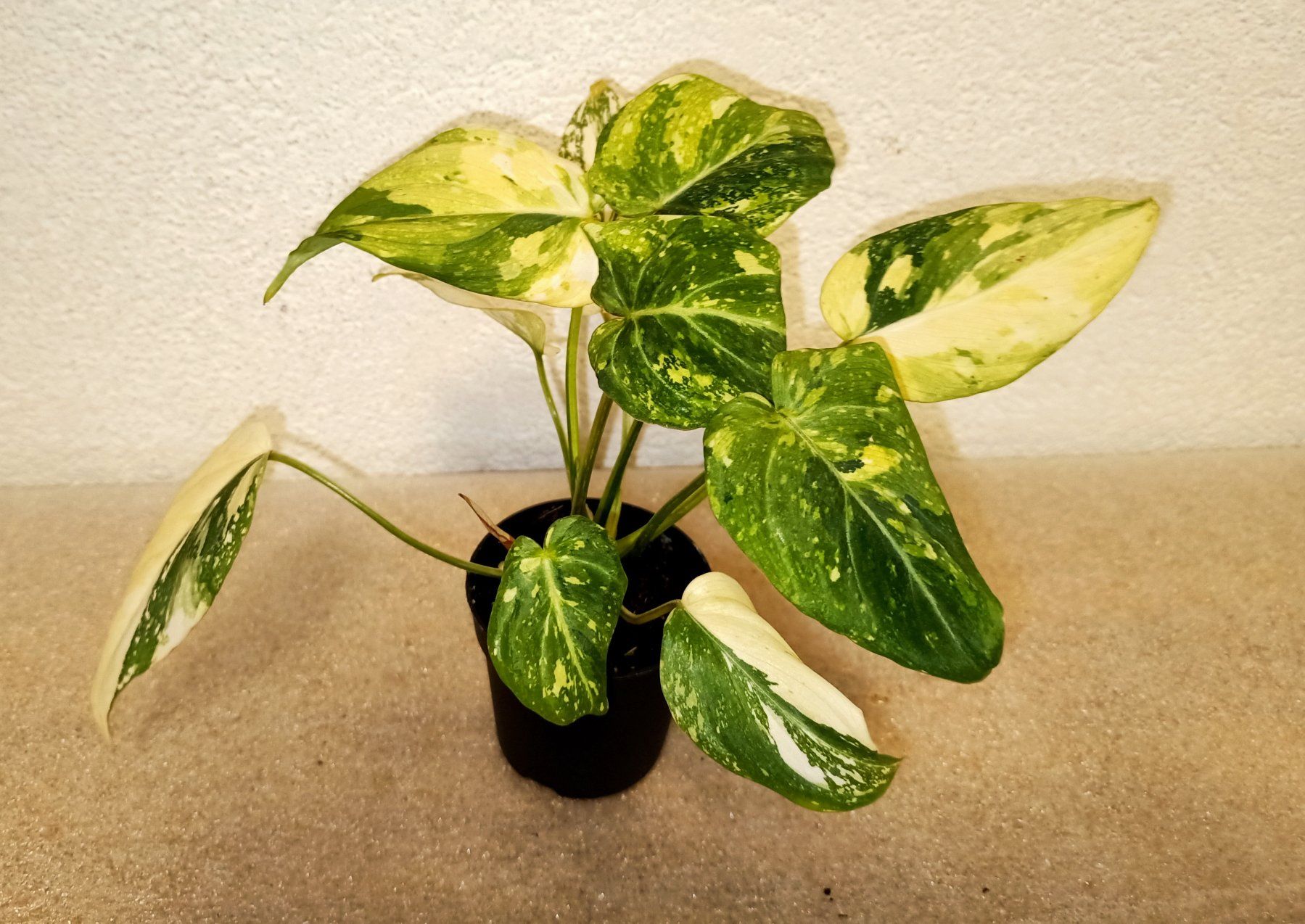 Pflanzen & Samen: Philodendron Gloriosum Tricolor – Neu (gemäss Beschreibung) aus schöftland von UniquePlants