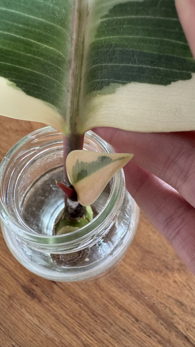 Plantes & graines: Ficus Tineke Steckling variegata – Neuf (Voir description) à Thun par DascheLii 1
