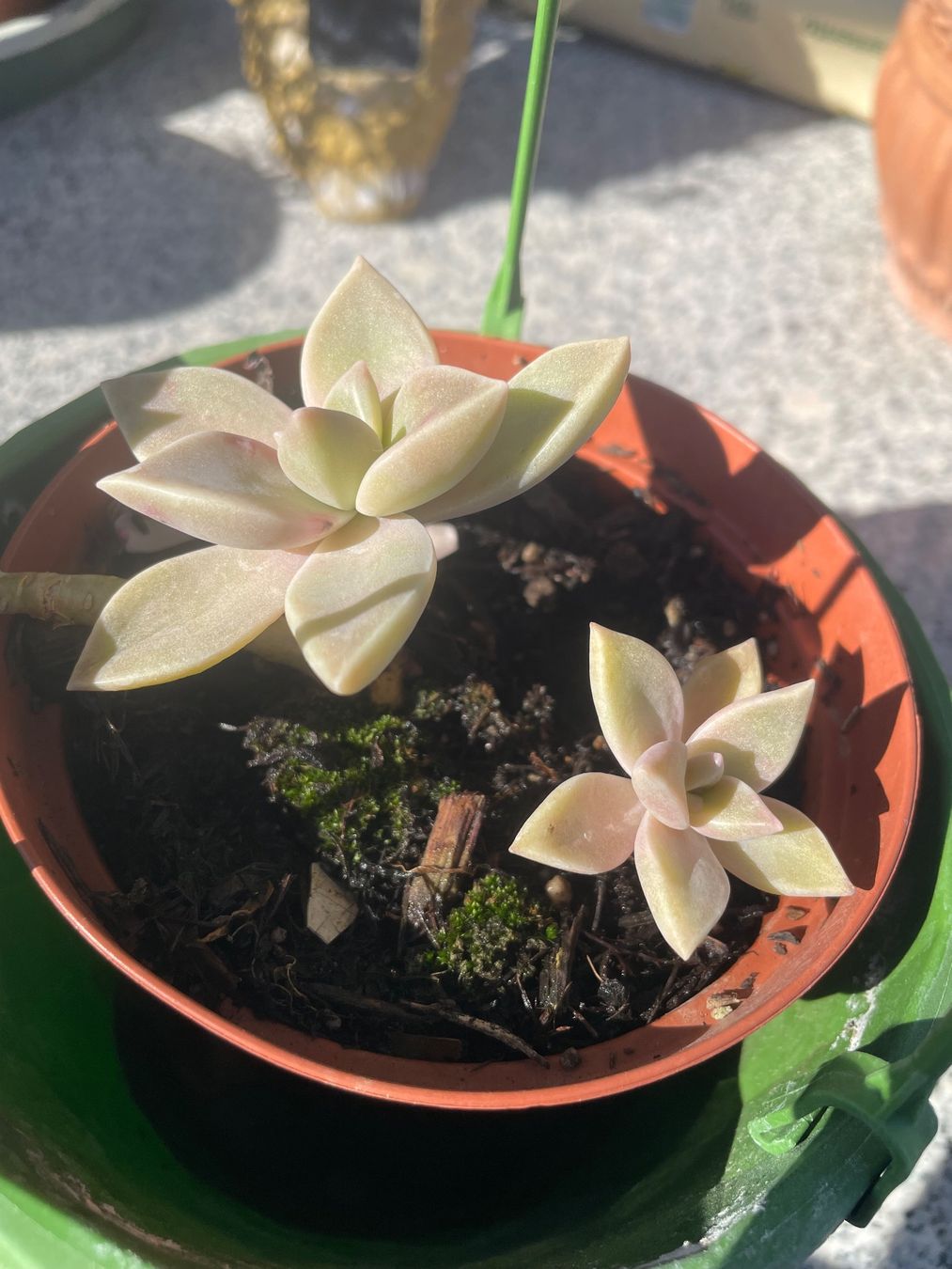 Piante & sementi: GRAPTOPETALUM - FELSENROSE - GHOST PLANT – Nuovo (secondo la descrizione) da Buchs AG venduto da fischli610 9