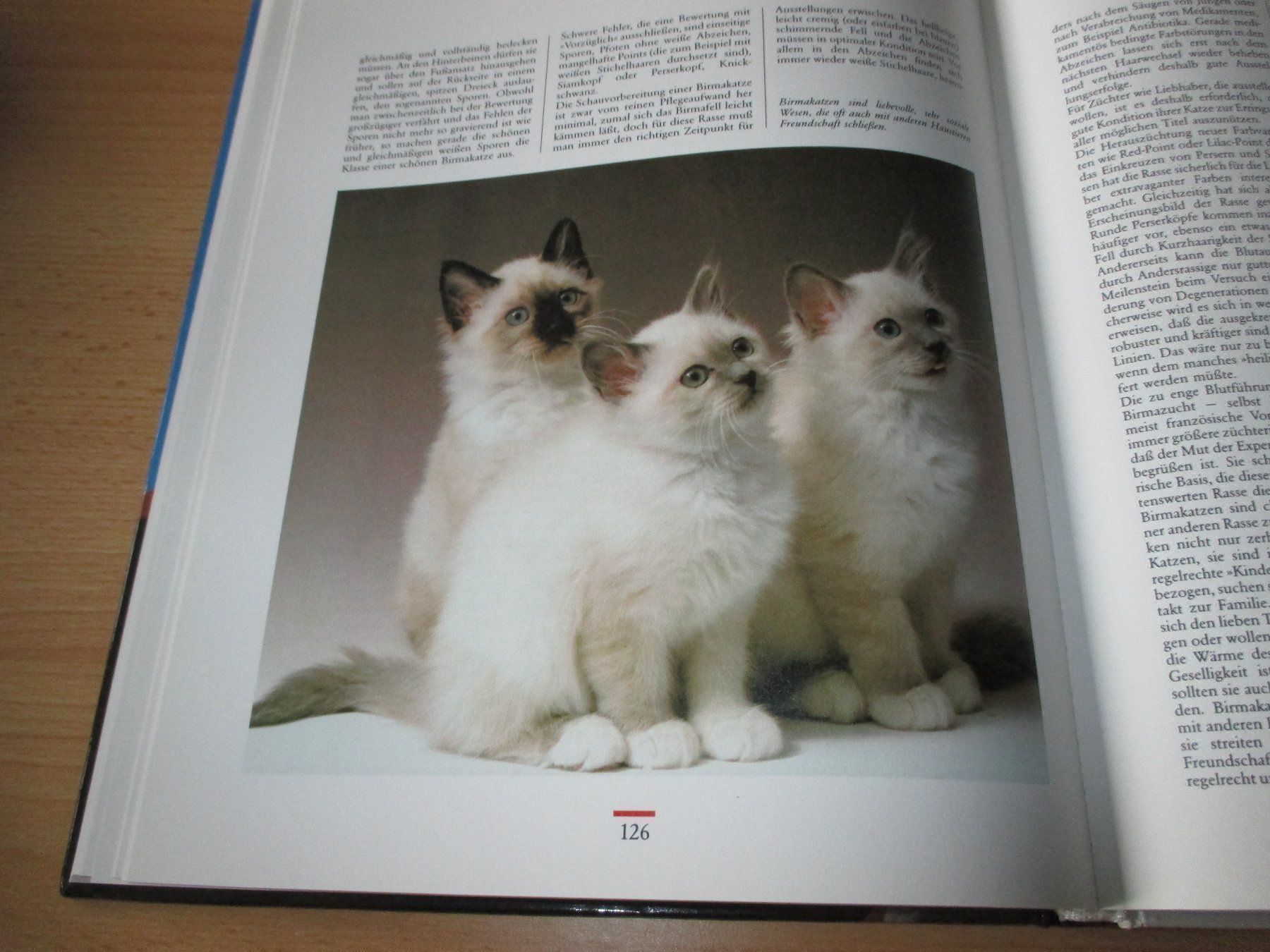 Libri: KATZEN  Einmalige Sonderausgabe – Usato da Flims - Dorf venduto da Stagediver 6