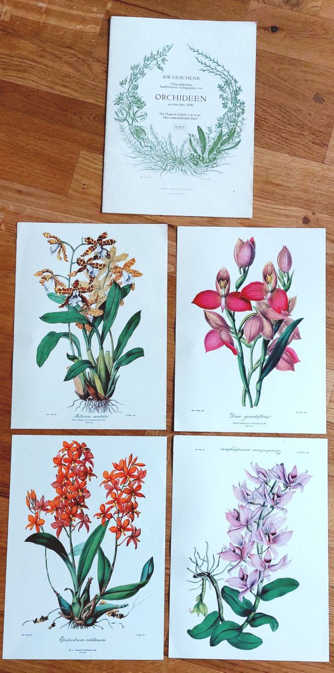 Foto & Immagini: Orchideen Flower high quality prints vintage – Nuovo (secondo la descrizione) da Bern venduto da Ciprofloxacina