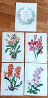 Orchideen Flower high quality prints vintage