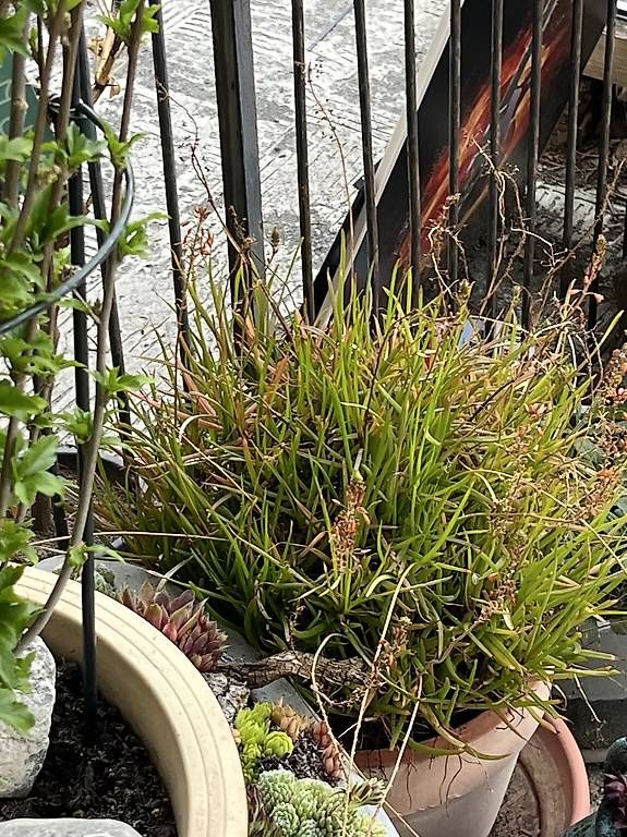 Plantes & graines: Katzenschwänzchen  – D'occasion à Wald AR par big_jym9