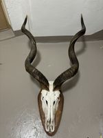 2 cornes de avec un crâne de Kudu 