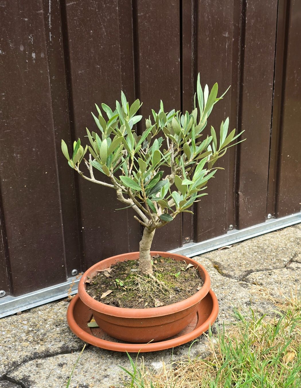 Pflanzen & Samen: Kleiner Olivenbaum Bonsai Art – Gebraucht aus Aarburg von popkorn65 1