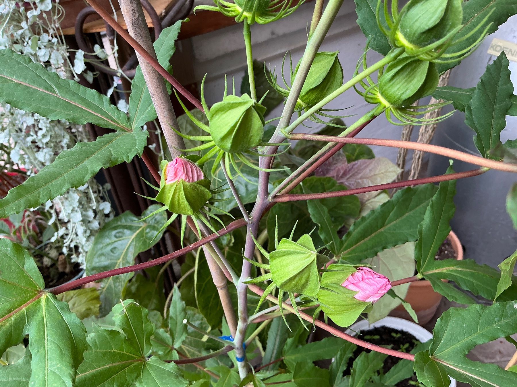 Plantes & graines: Hibiskus moscheutos winterhart – Neuf avec emballage d'origine à seon par Agnom 2
