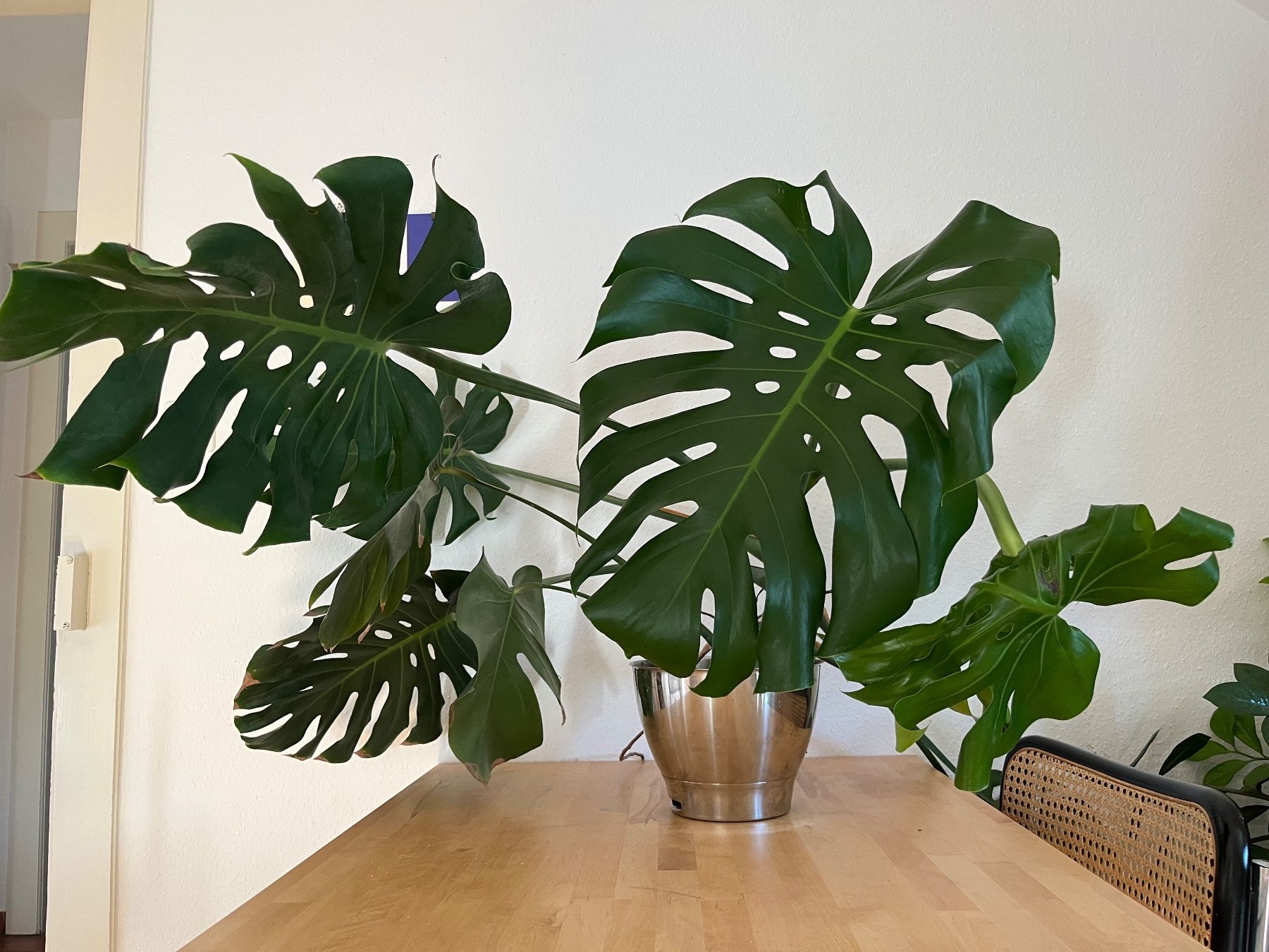 Pflanzen & Samen: Monstera – Gebraucht aus Zürich von nodnol 1