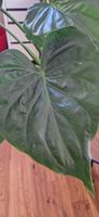 🤩Alocasia Cucullata Rhizom 