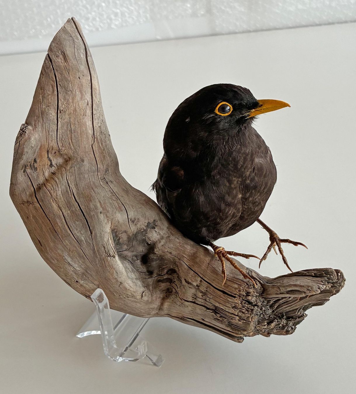 Il mondo degli animali: Liebevolle Amsel-Präparat – Usato da Bäretswil venduto da robsonantik 1