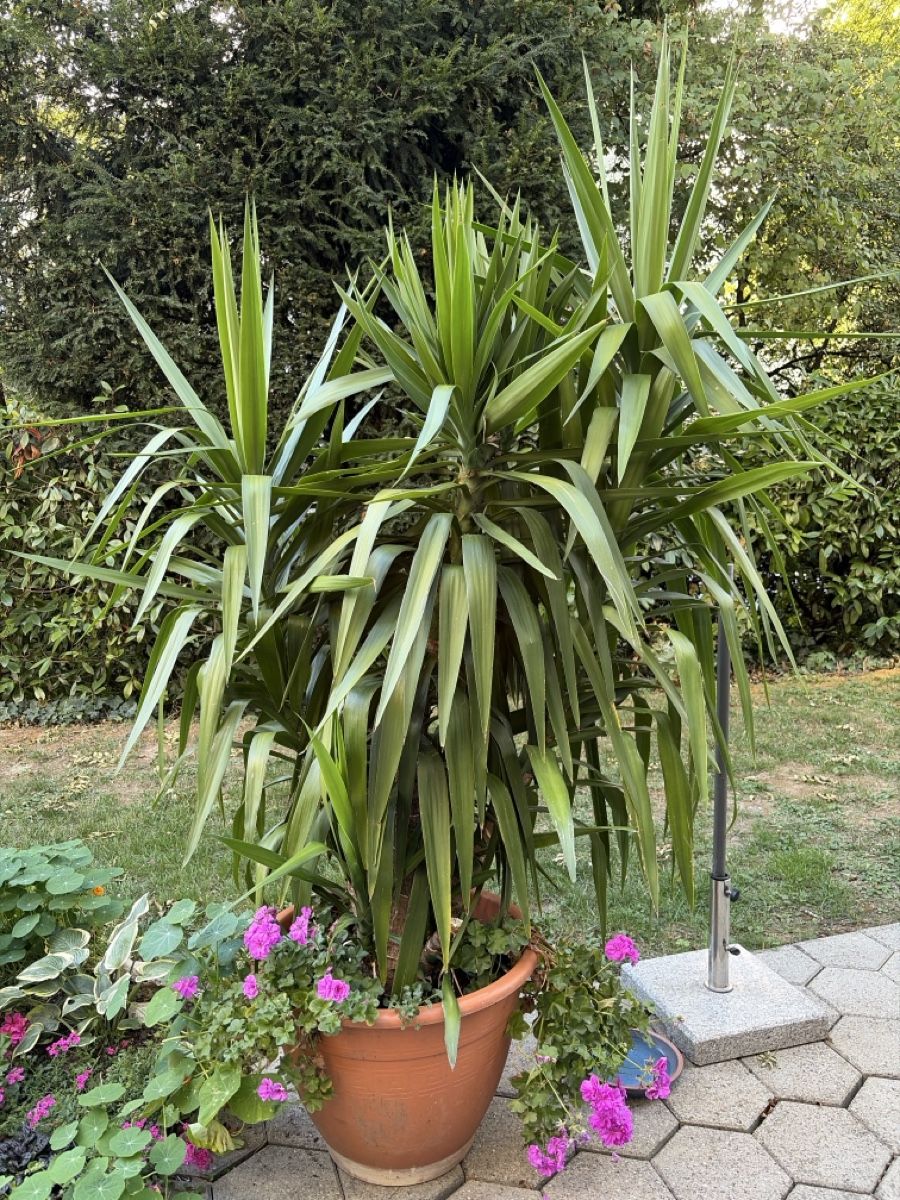 Pflanzen & Samen: Yucca – Gebraucht aus Dotzigen von Pasci04