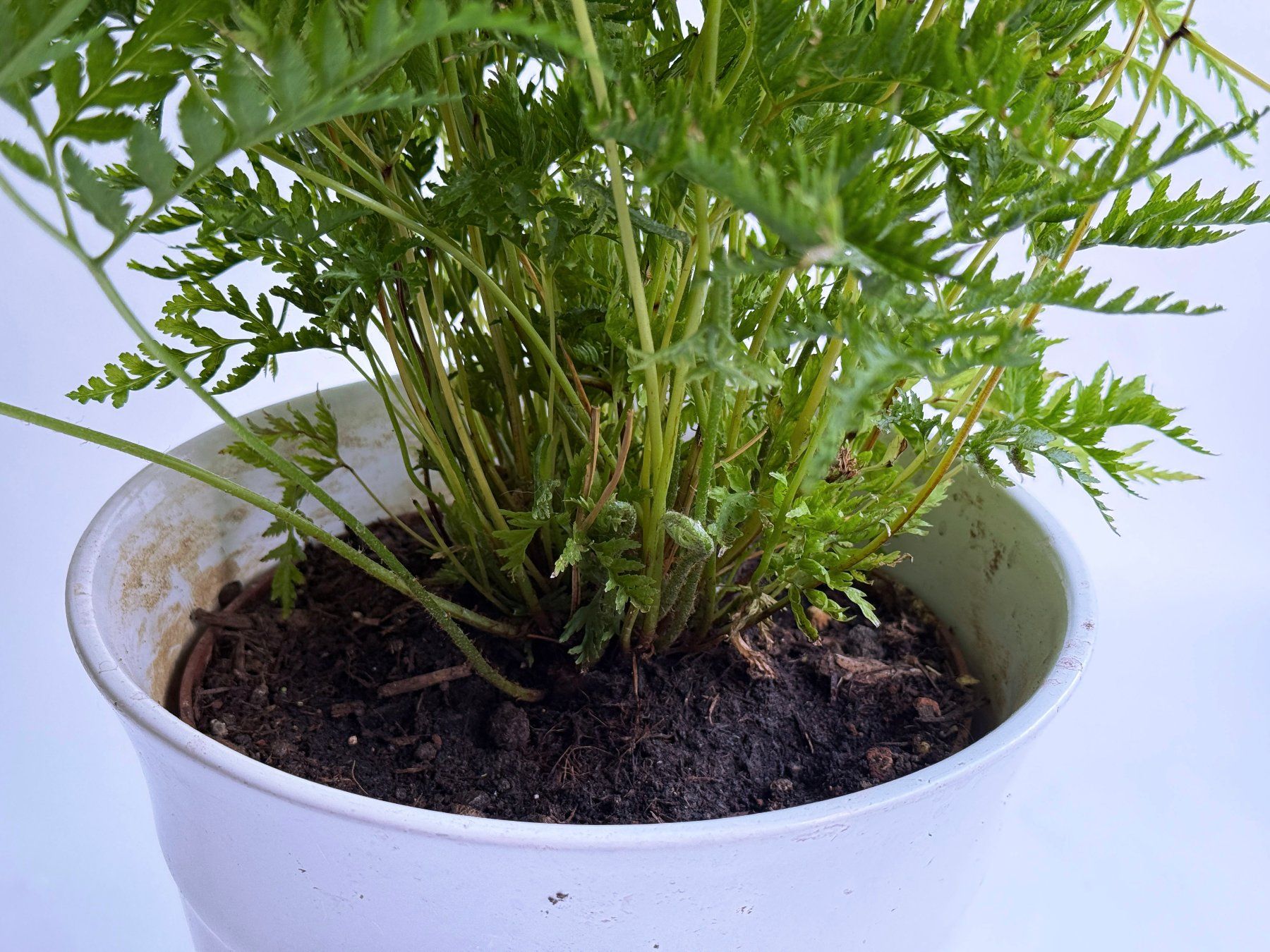 Pflanzen & Samen: Saumfarn***** – Neu (gemäss Beschreibung) aus Dübendorf von Orchid18 2