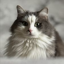 Profile image of putzfeeconylinde888