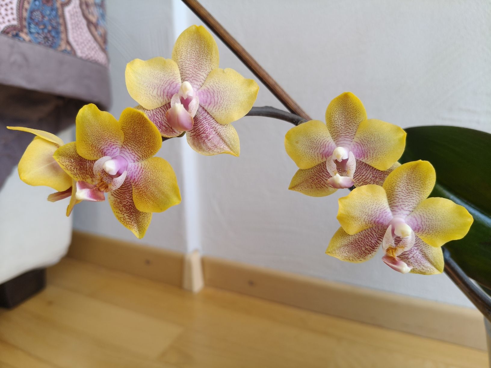 Piante & sementi: Phalaenopsis Sogo Lawrence  – Usato da Chamoson venduto da Yuriyaa