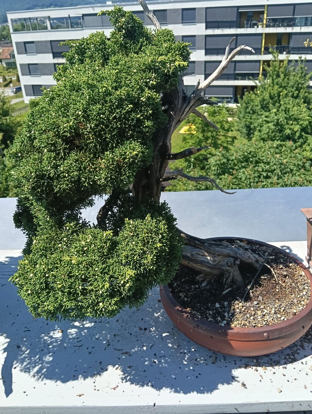 Pflanzen & Samen: Bonsai Wacholder – Gebraucht aus Buchs AG von Marcolino08 1