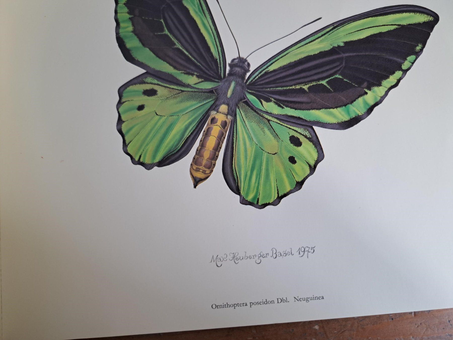 Poster & Bilder: Max Heuberger, Basel 1975, Schmetterling: Vogelfalter – Gebraucht aus Basel von Patiscat 1