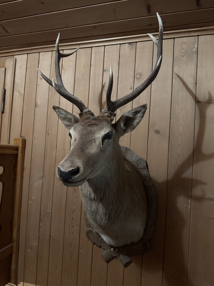 Il mondo degli animali: Ausgestopfter Hirschkopf – Usato da Frick venduto da nannali98