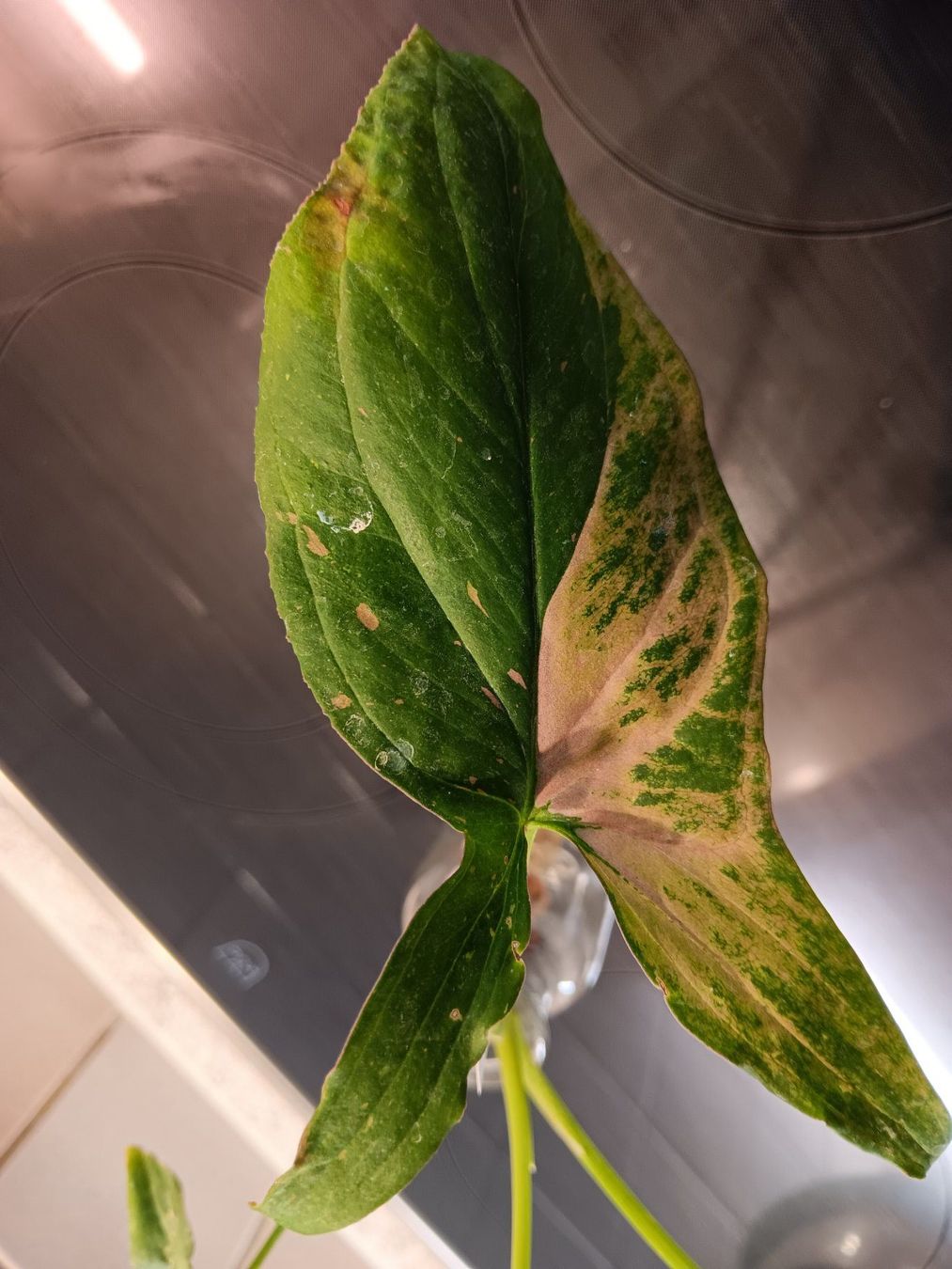 Piante & sementi: Syngonium Paket – Usato da Neerach venduto da Pudelmax 5
